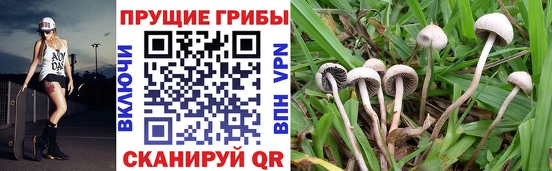 mega tor  Гулькевичи  Галлюциногенные грибы мицелий 
